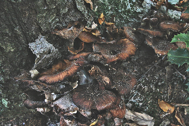 20101013 8520Ww [D~LIP] Dunkler Hallimasch (Armillaria ostoyae), Externsteine, Horn-Bad Meinberg