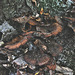 20101013 8520Ww [D~LIP] Dunkler Hallimasch (Armillaria ostoyae), Externsteine, Horn-Bad Meinberg