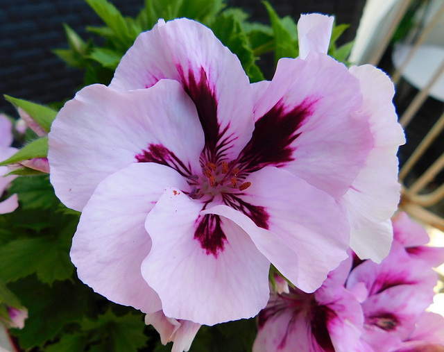 Mon Pélargonium**********