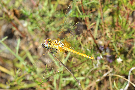 Red-veined Darter f (Sympetrum fonscolombii)