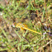 Red-veined Darter f (Sympetrum fonscolombii)