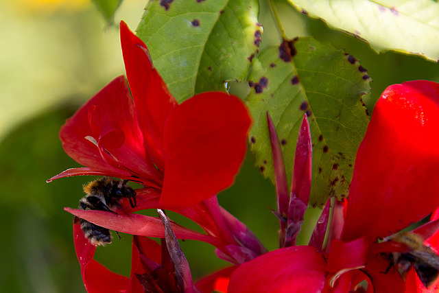 20140801 4448VRAw [D~E] Hummel, Gruga-Park, Essen