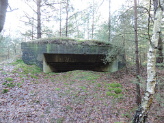 Bunker im Wald