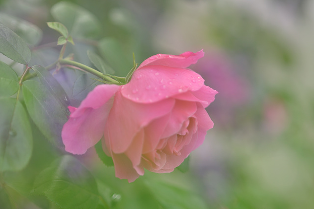 Lavendel Rose