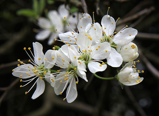 Damson Blossom