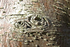 Bark
