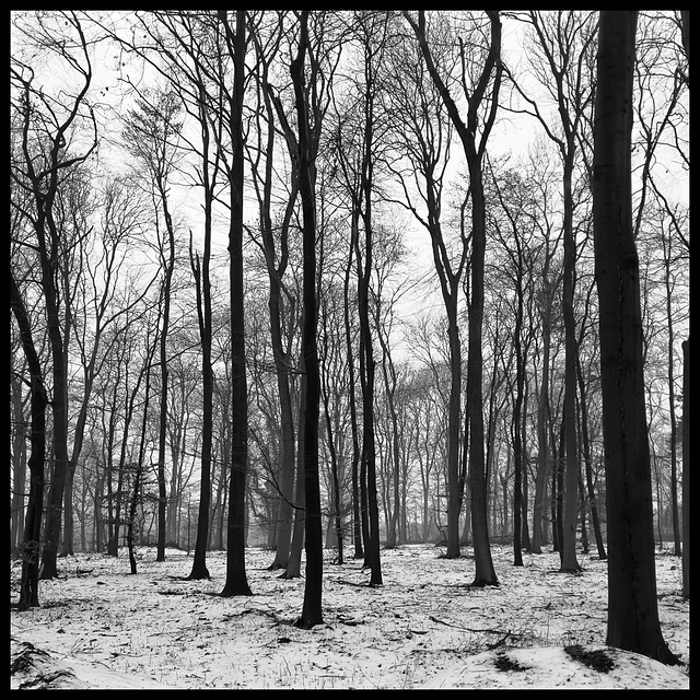 Trees in the snow