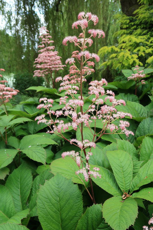 Rodgersia