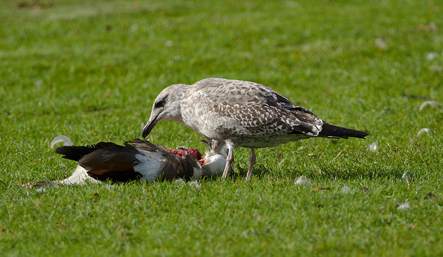 Seagull feeding on pigeon EF7A9601