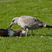 Seagull feeding on pigeon EF7A9601
