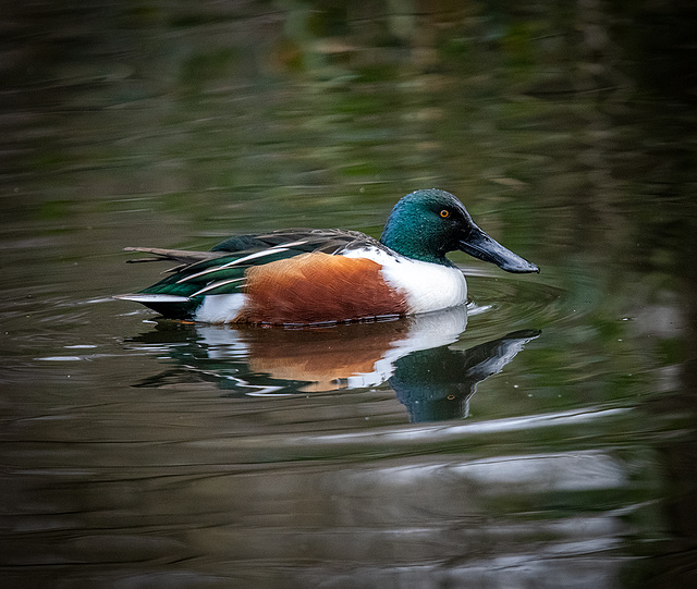 Shoveller duck