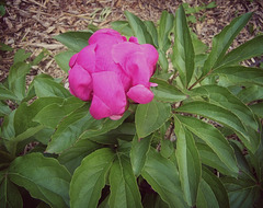 Pivoine en bouton...