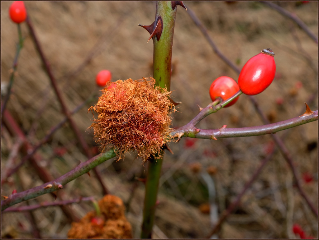 Wasp gall