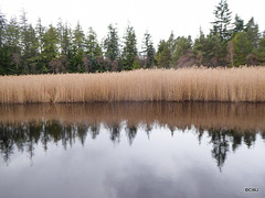Reeds at Blairs Loch