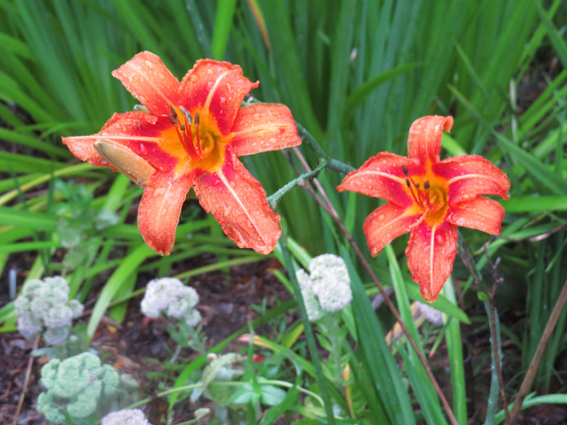 Day-lilies after/during rain Day-lilies after/during rain