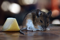 J'ai envie d'une souris en brochette et au fromage fondu , c'est grave docteur ? .