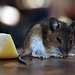 J'ai envie d'une souris en brochette et au fromage fondu , c'est grave docteur ? .