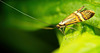 Die Gebänderte Langhornmotte schwirrt umher :))  The Nemophora degeerella is buzzing around :))  La Nemophora degeerella virevolte :))