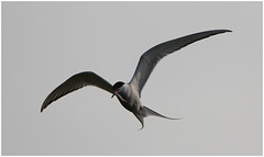 EF7A5061 Arctic Tern