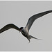 EF7A5061 Arctic Tern