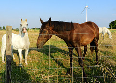 a Horse fence