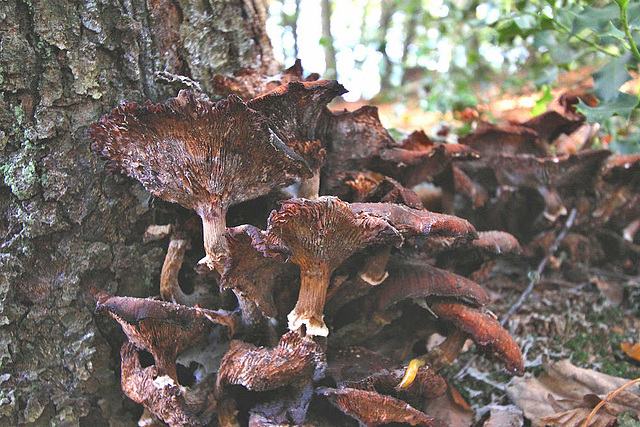 20101013 8517Ww [D~LIP] Dunkler Hallimasch (Armillaria ostoyae), Externsteine, Horn-Bad Meinberg