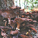 20101013 8517Ww [D~LIP] Dunkler Hallimasch (Armillaria ostoyae), Externsteine, Horn-Bad Meinberg