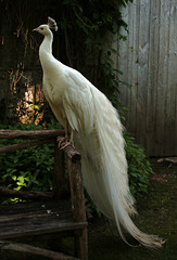 L'élégant paon blanc