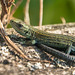 Common lizard Common lizard