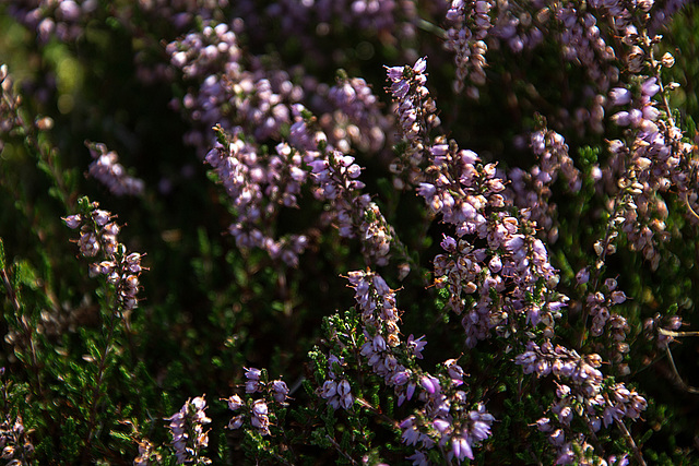 20140912 5219VRAw [NL] Heide, Terschelling