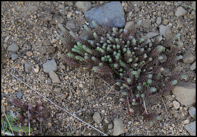 Petrosedum rupestre reflexum