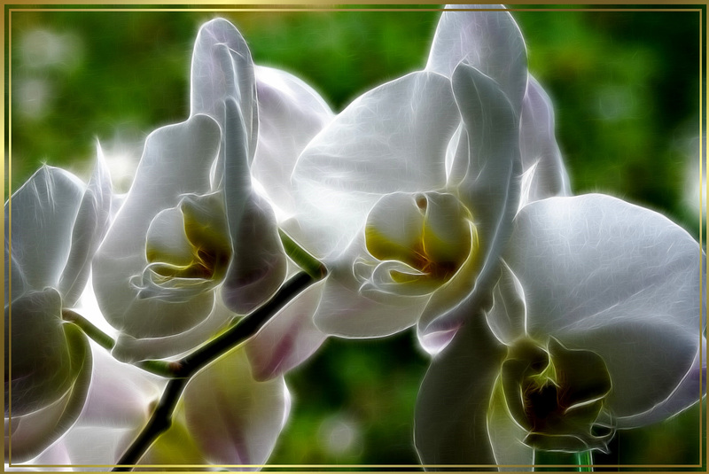 Orchids in the evening light. ©UdoSm