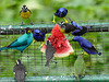 Feeding frenzy, Asa Wright Nature Centre, Trinidad