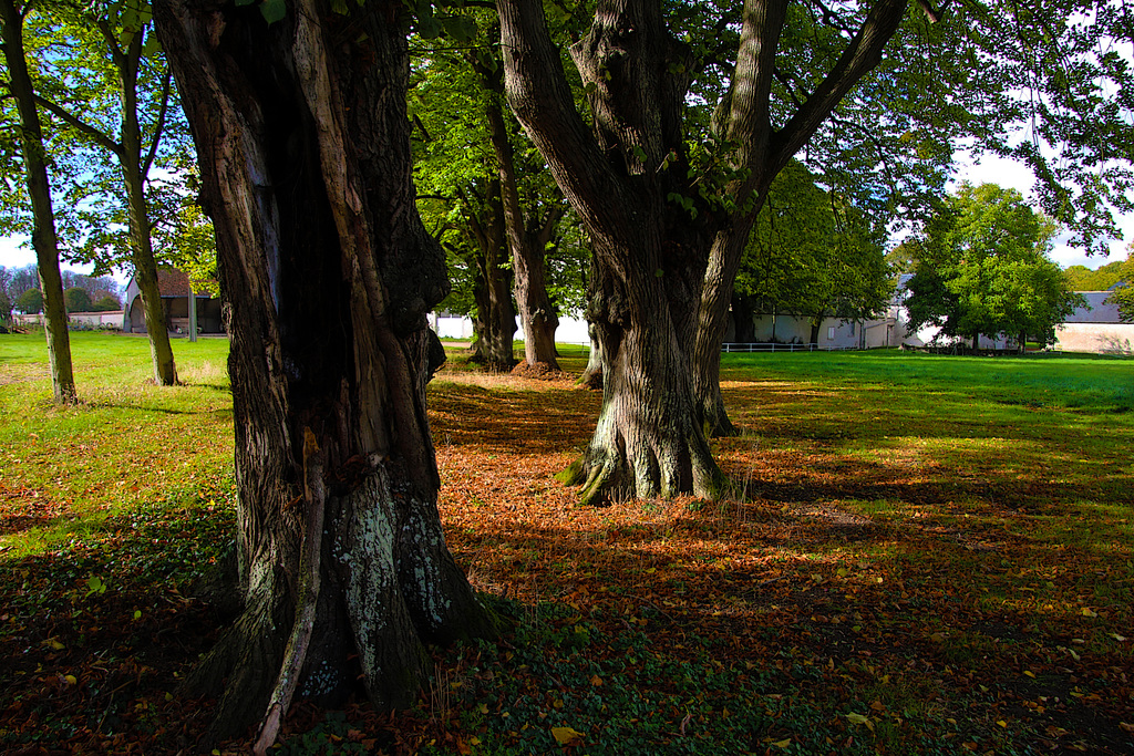 Une prairie arborée , à Chevilly ( 45 )