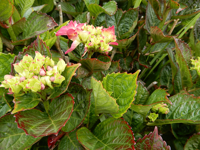 les hortensias