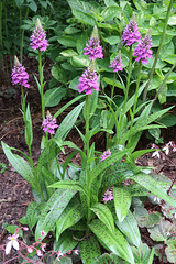 Dactylorhiza