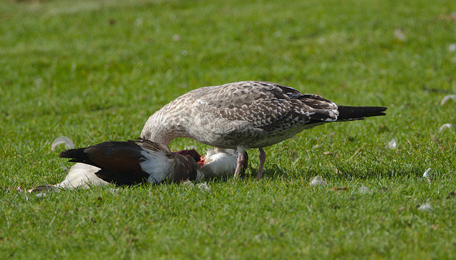 Gull feeding on Pigeon EF7A9600