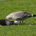 Gull feeding on Pigeon EF7A9600