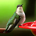 Female Ruby-throated Hummingbird