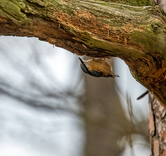 Nuthatch