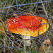 Amanita muscaria