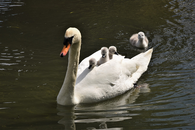 The swan family 2021 The swan family 2021