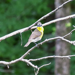 Yellow-breasted chat - bad mood