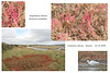 Amphibious Bistort collage Cuckmere Haven 22 10 2009