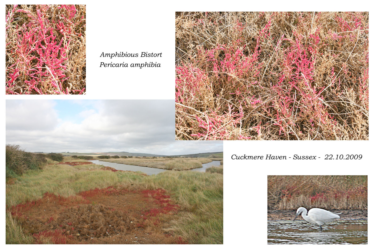 Amphibious Bistort collage Cuckmere Haven 22 10 2009