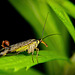 Die Skorpionfliege zeigt ihren Stachel :))  The scorpion fly shows its sting :))  La mouche scorpion montre sa piqûre :))