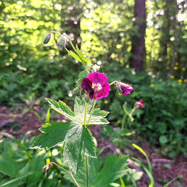 Brauner Storchschnabel (Geranium phaeum)