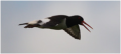 EF7A5081 Oystercatcher