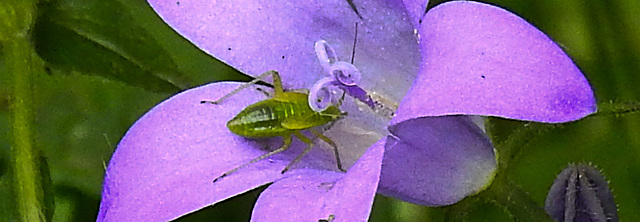 20240520 0167CPw [D~LIP] Dalmatiner Polster-Glockenblune (Campanula portenschlagiana), Grüne Futterwanze (Lygocoris pabulinus) [Nymphe], BS