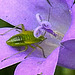 20240520 0167CPw [D~LIP] Dalmatiner Polster-Glockenblune (Campanula portenschlagiana), Grüne Futterwanze (Lygocoris pabulinus) [Nymphe], BS